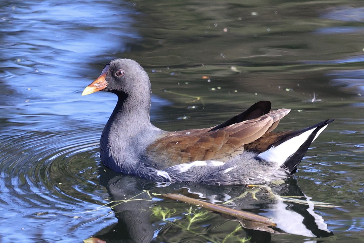 Uroilo amerikarra - ML647135317