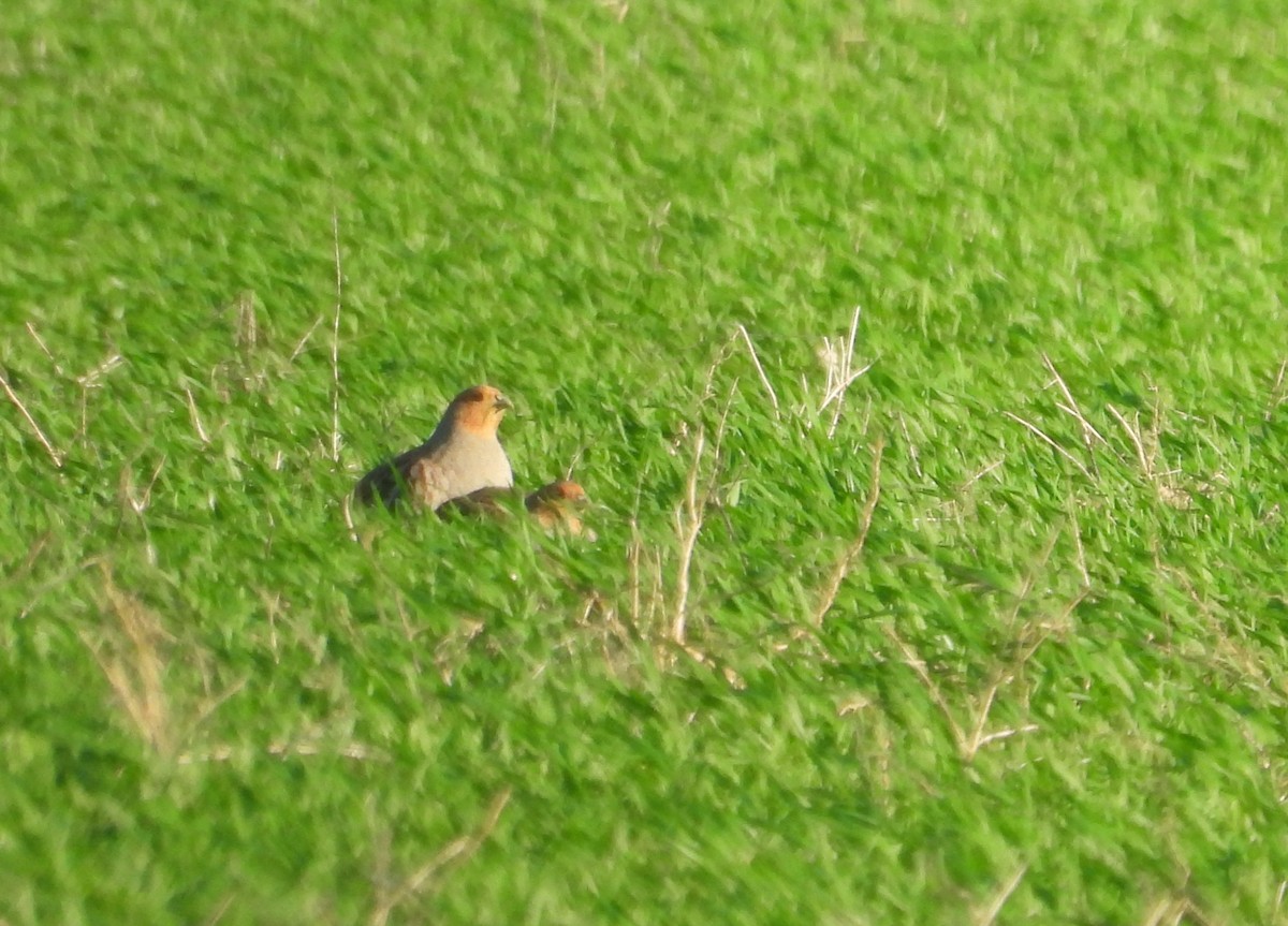 Gray Partridge - ML647135318