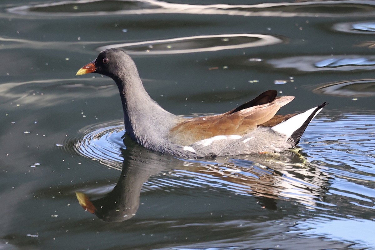 Uroilo amerikarra - ML647135319