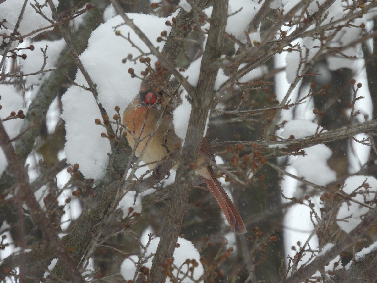 rødkardinal - ML647135321