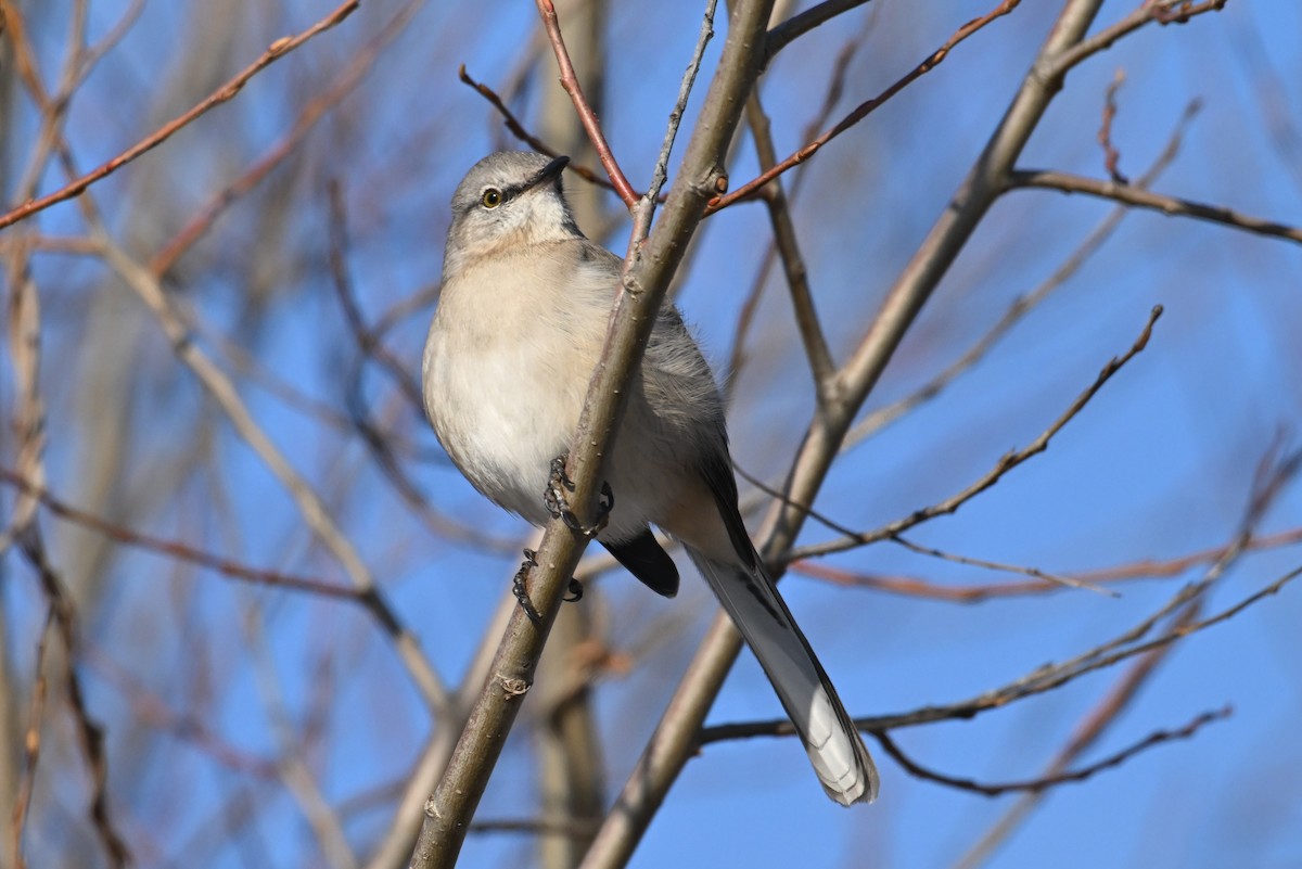 Sinsonte Norteño - ML647135336
