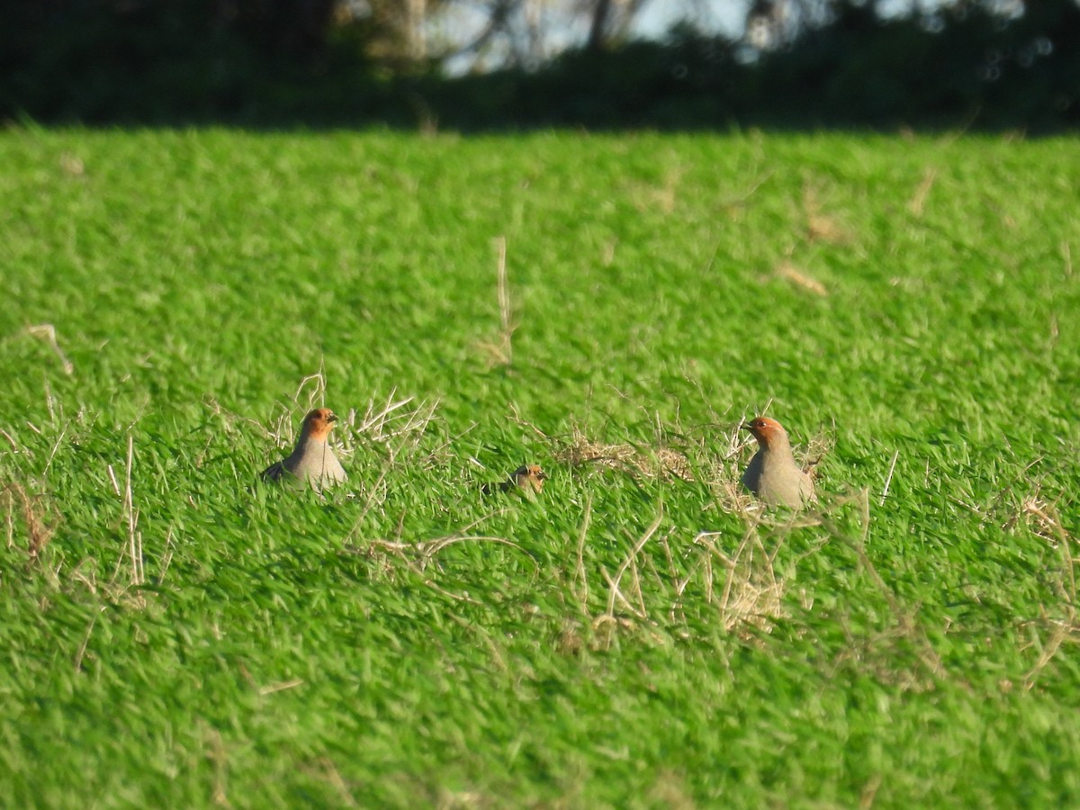 Gray Partridge - ML647135339