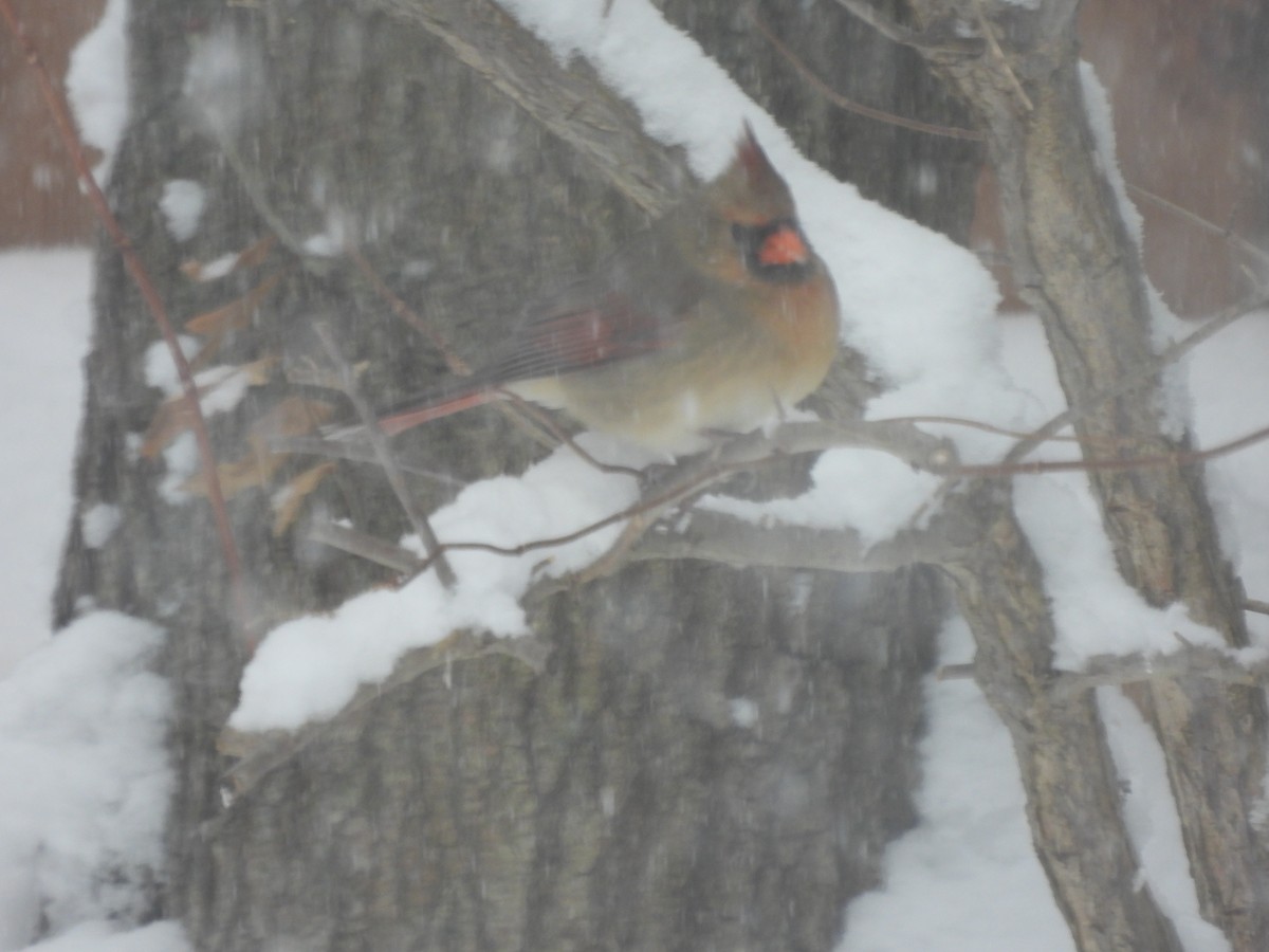 rødkardinal - ML647135342