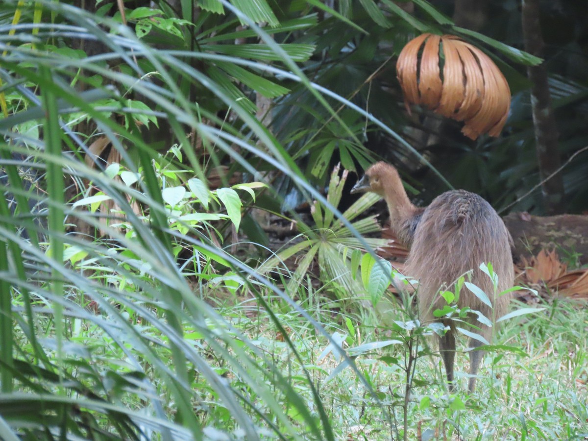 Southern Cassowary - ML647135349