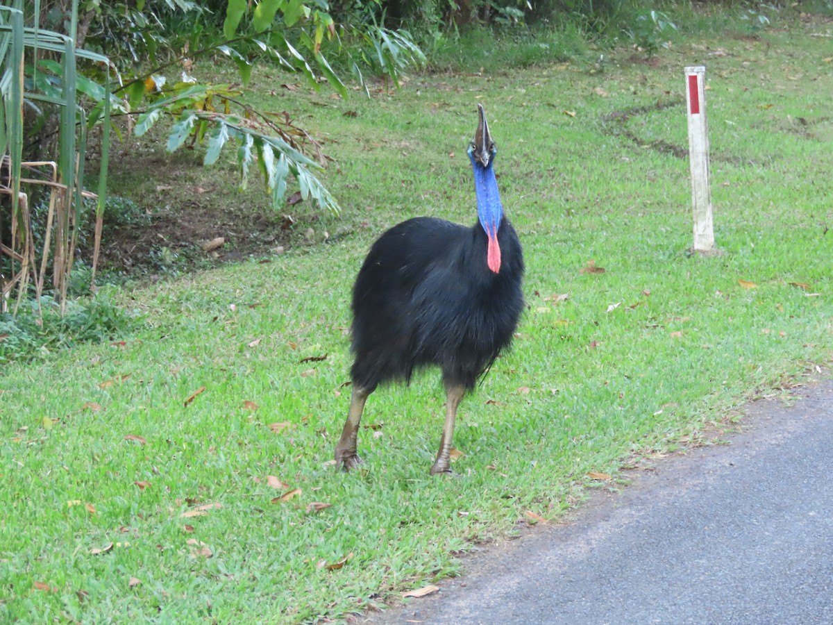 Southern Cassowary - ML647135350
