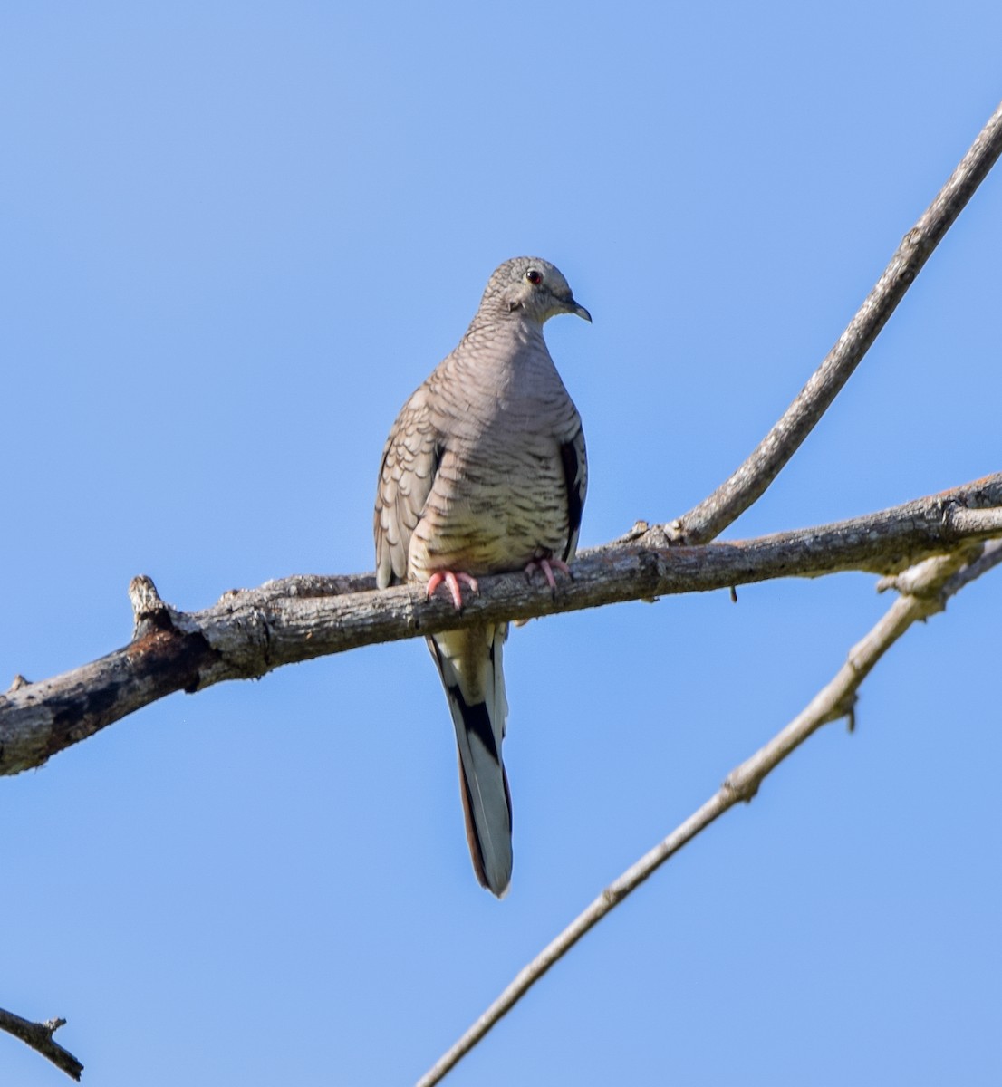 Inca Dove - ML647135352