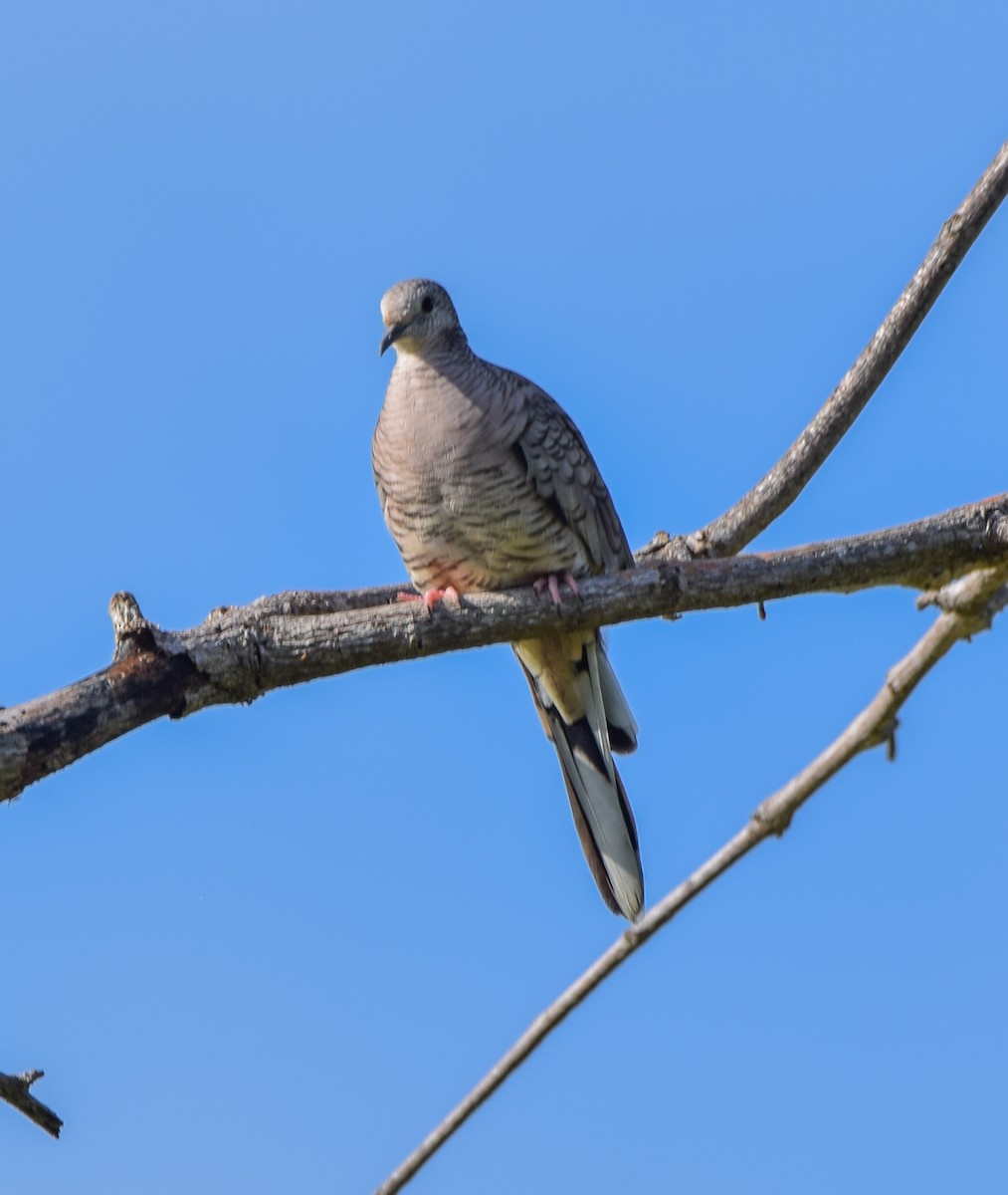 Inca Dove - ML647135353