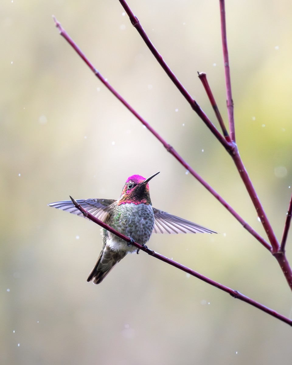 Annakolibri - ML647135356