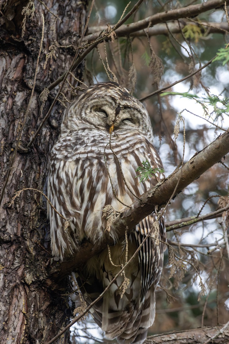 Streifenkauz - ML647135360