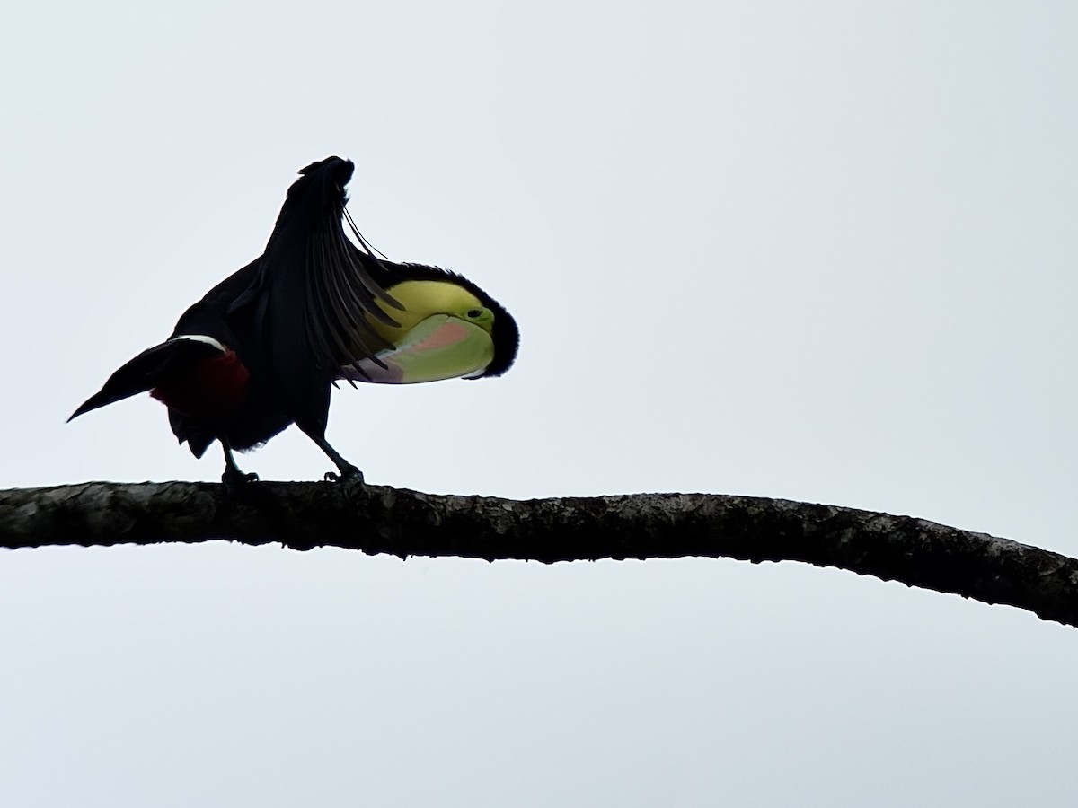 Тукан жовтогорлий - ML647135363