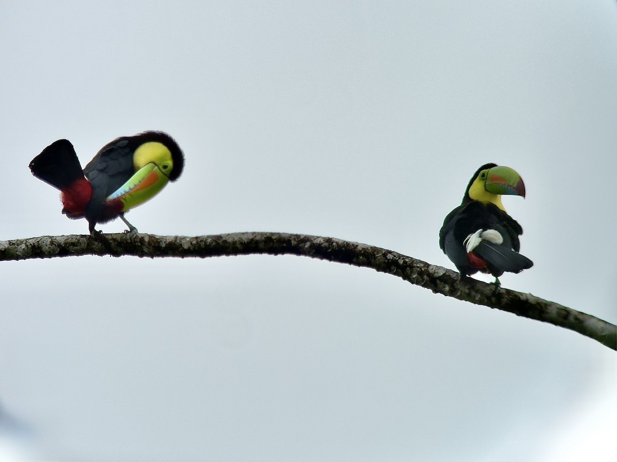 Тукан жовтогорлий - ML647135364