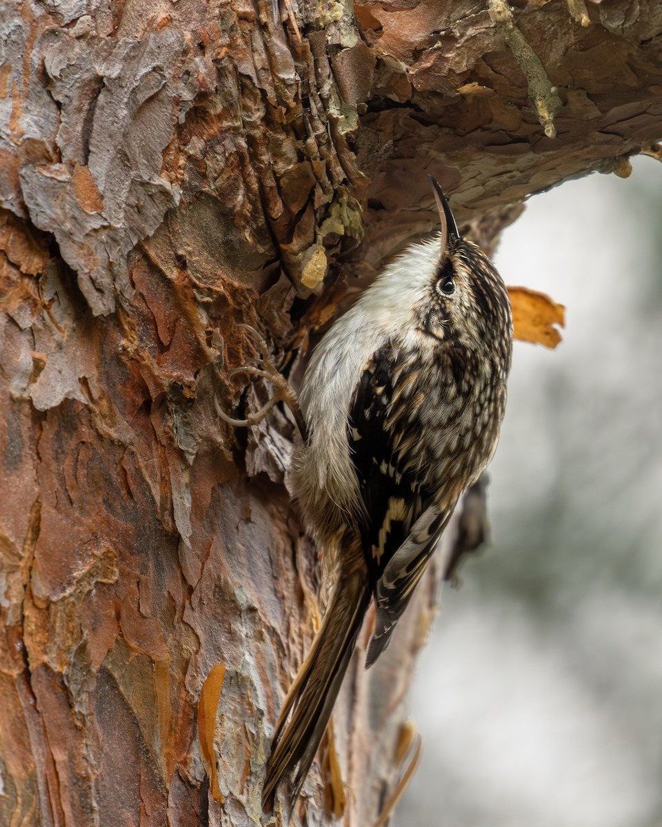 Amerikabaumläufer - ML647135365