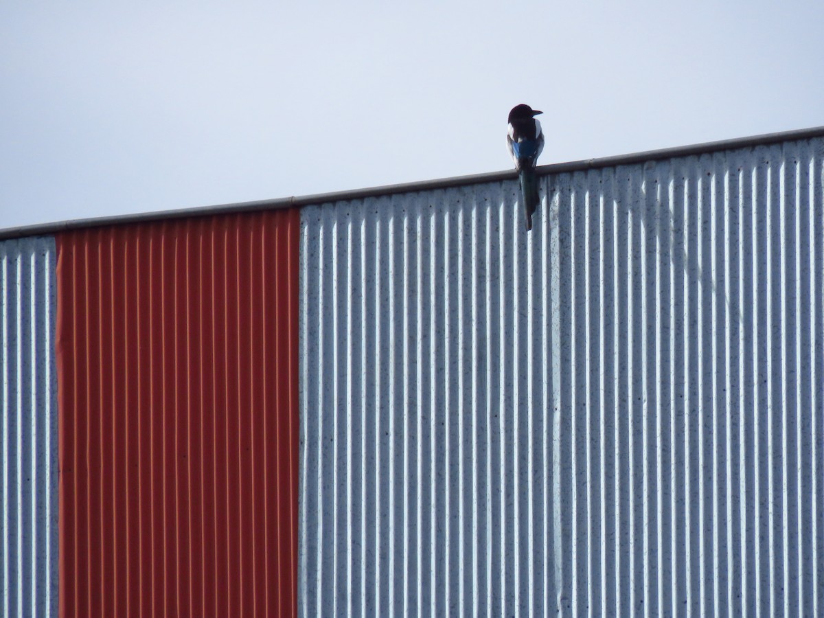 Urraca Común - ML647135366