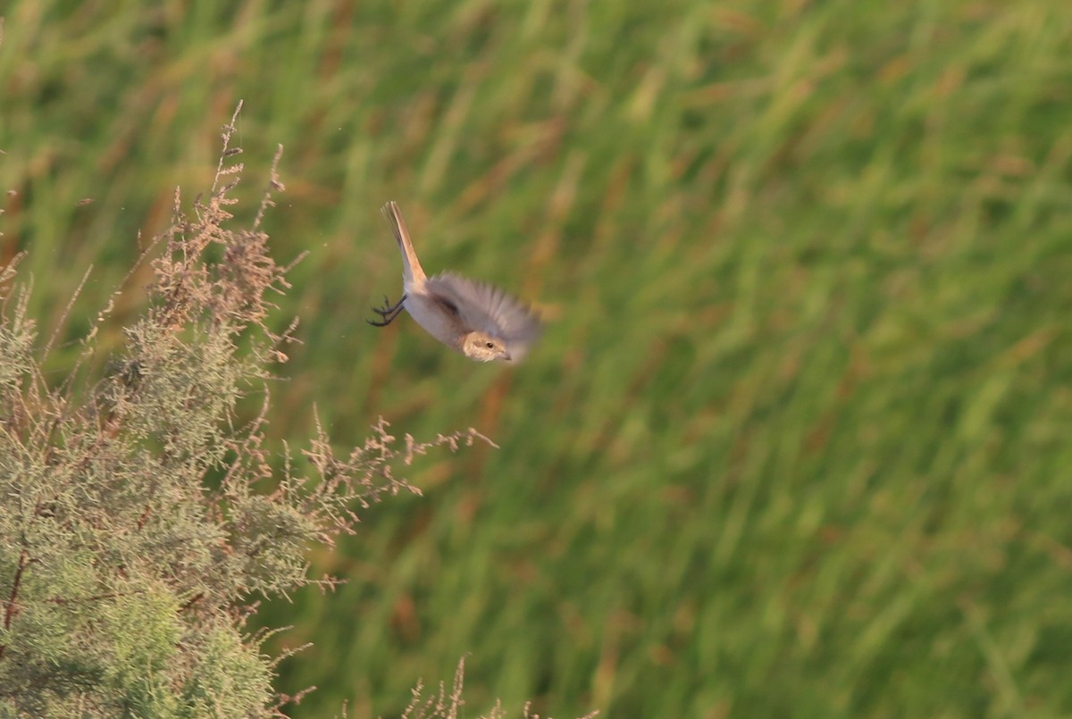 Isabellwürger - ML647135368