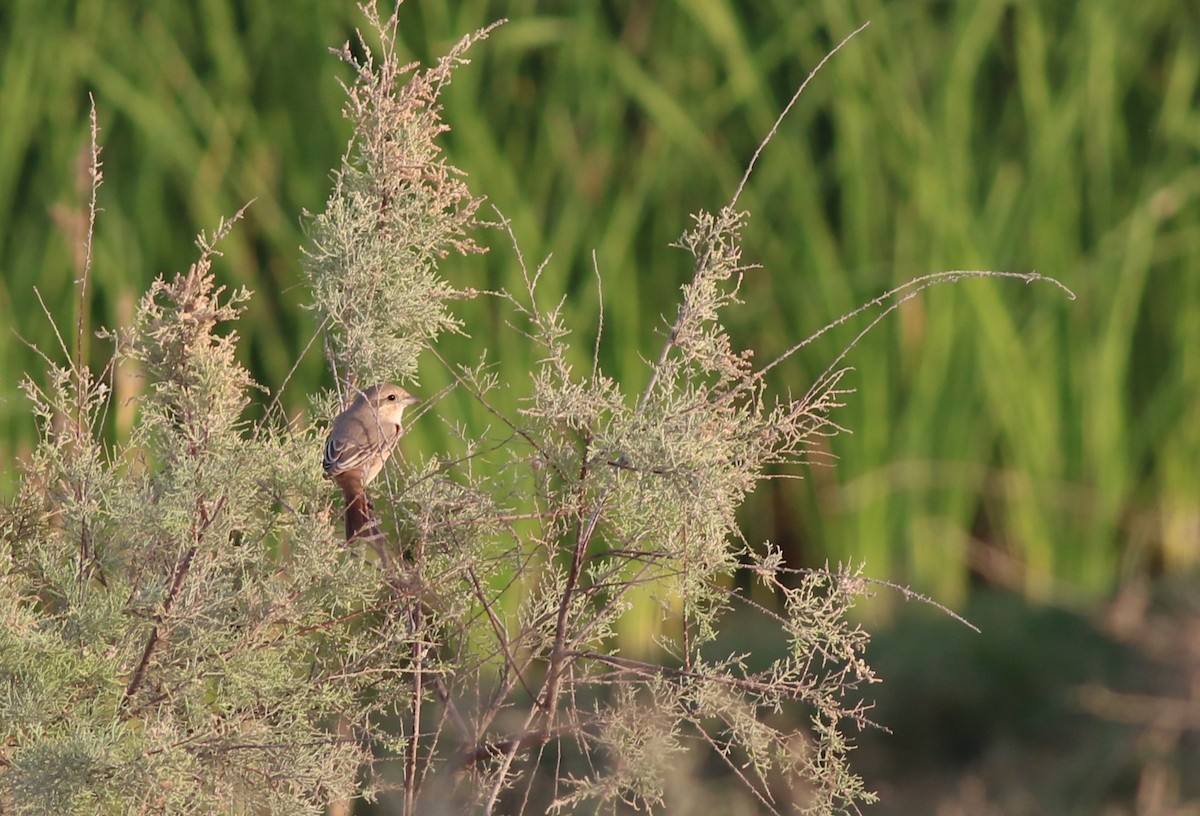 Isabellwürger - ML647135369