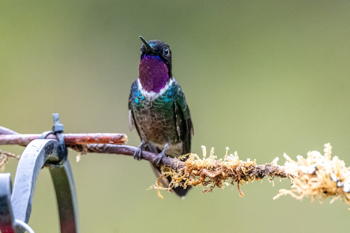 kolibřík Clarissin - ML647135370