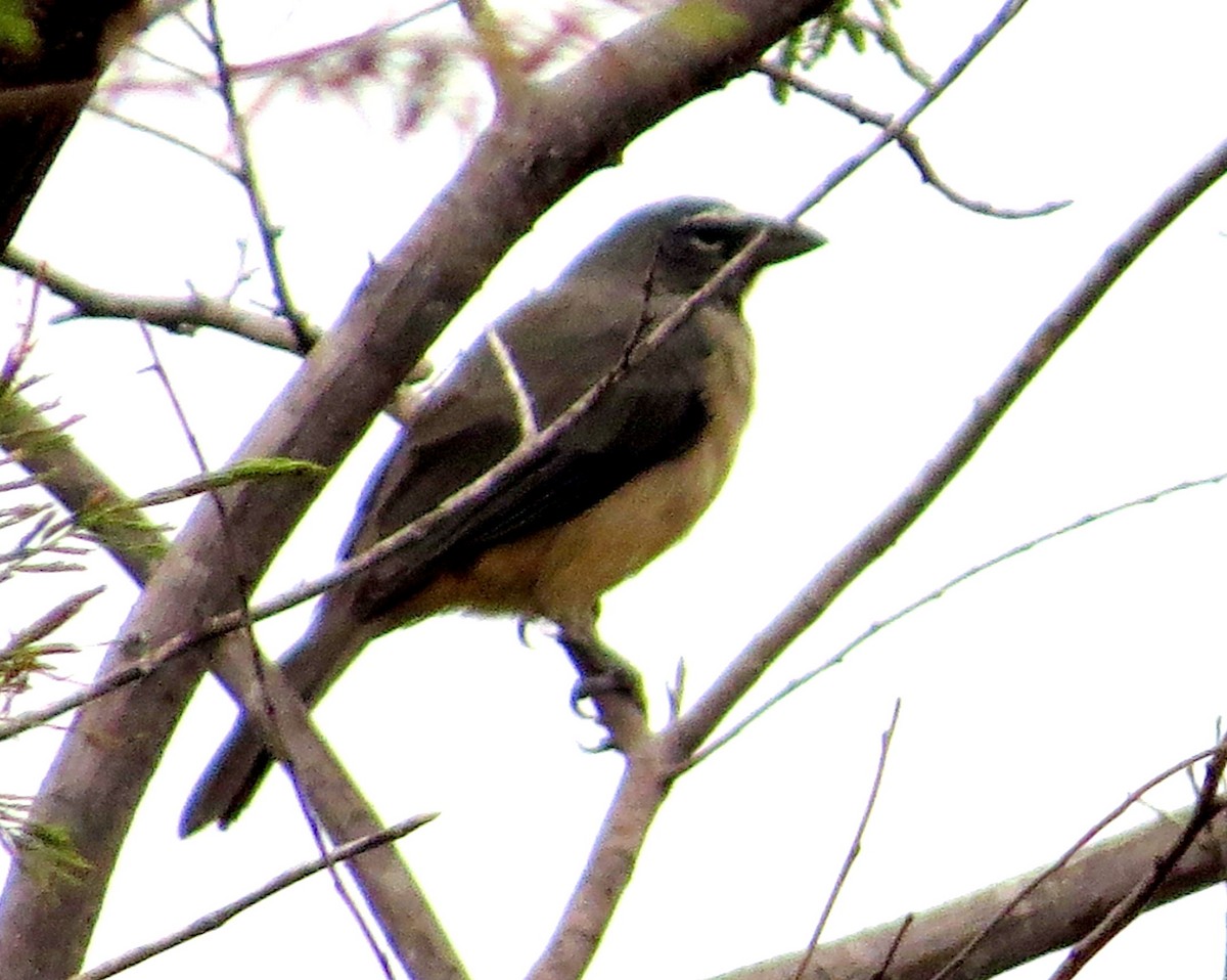 Olive-gray Saltator - ML647135372