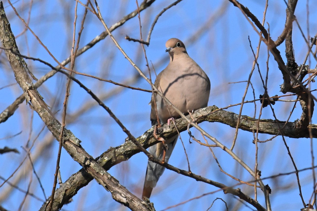 Zenaida Huilota - ML647135374