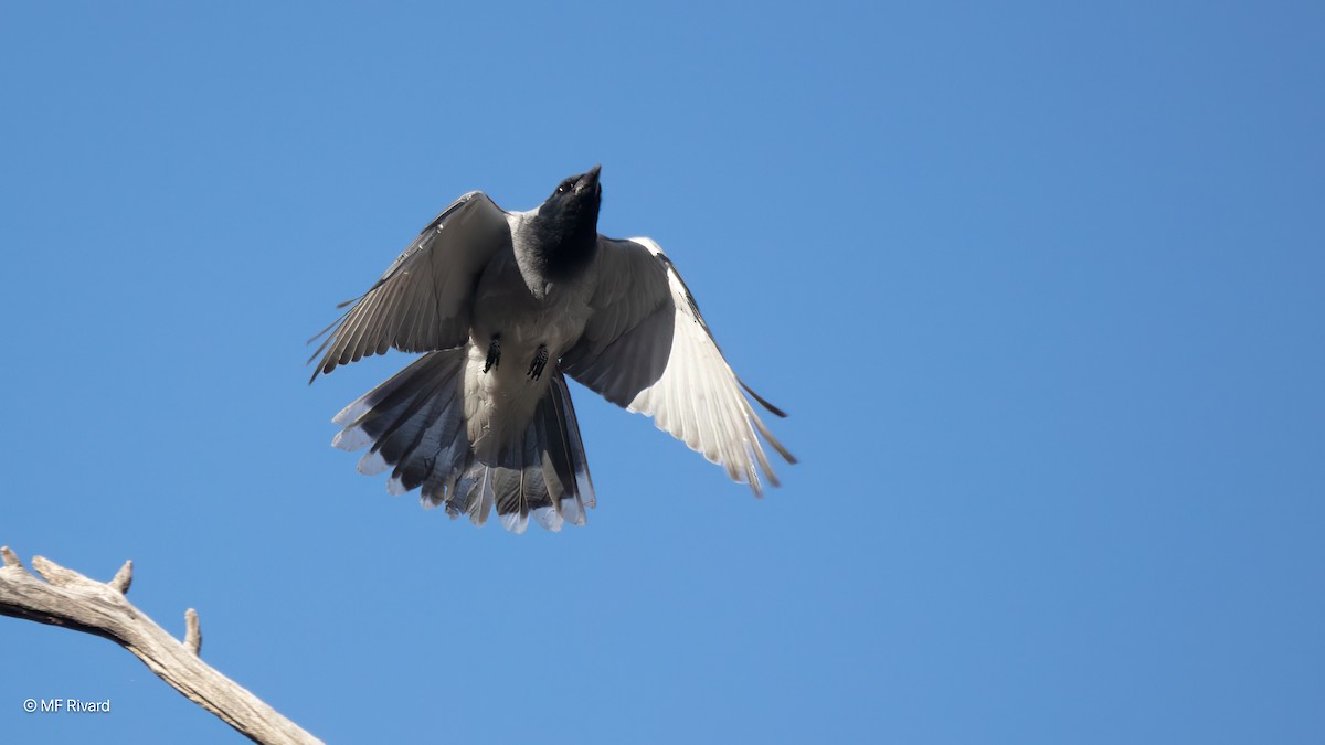 Black-faced Cuckooshrike - ML647135390