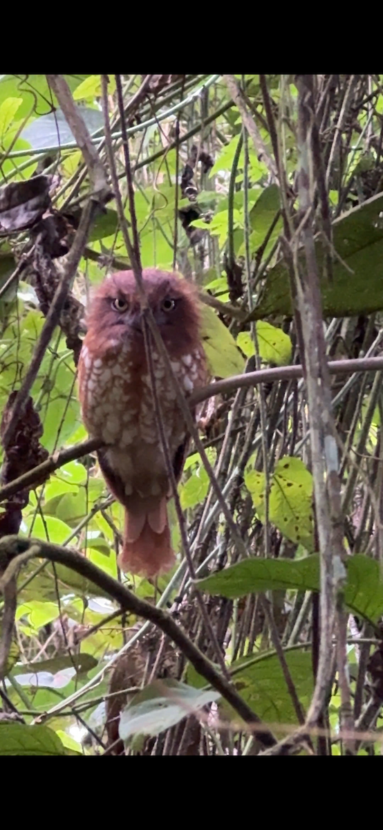 Sumatraschwalm - ML647135398