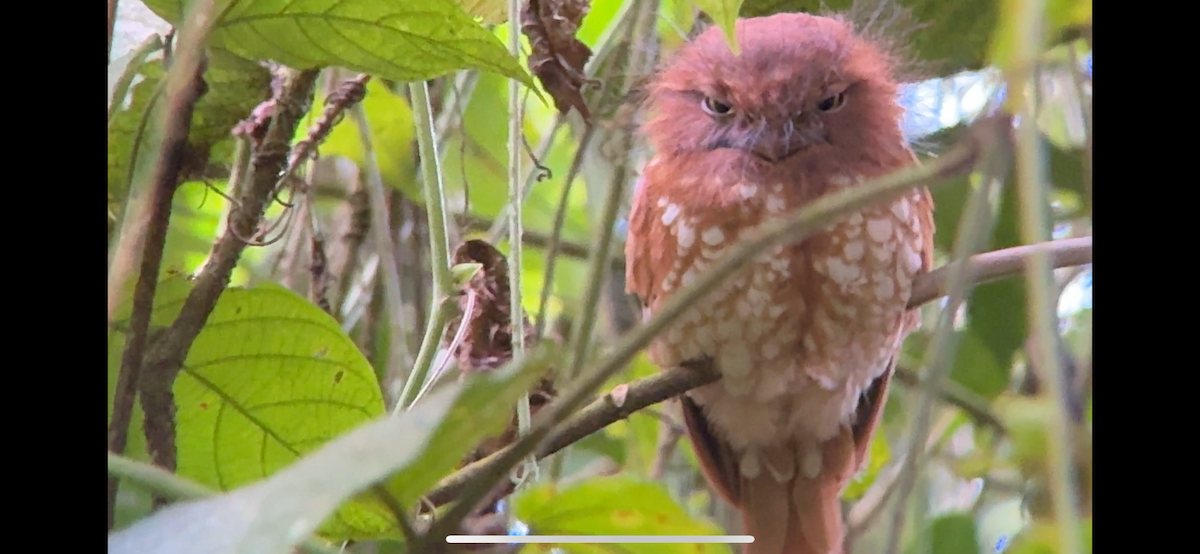 Sumatraschwalm - ML647135399