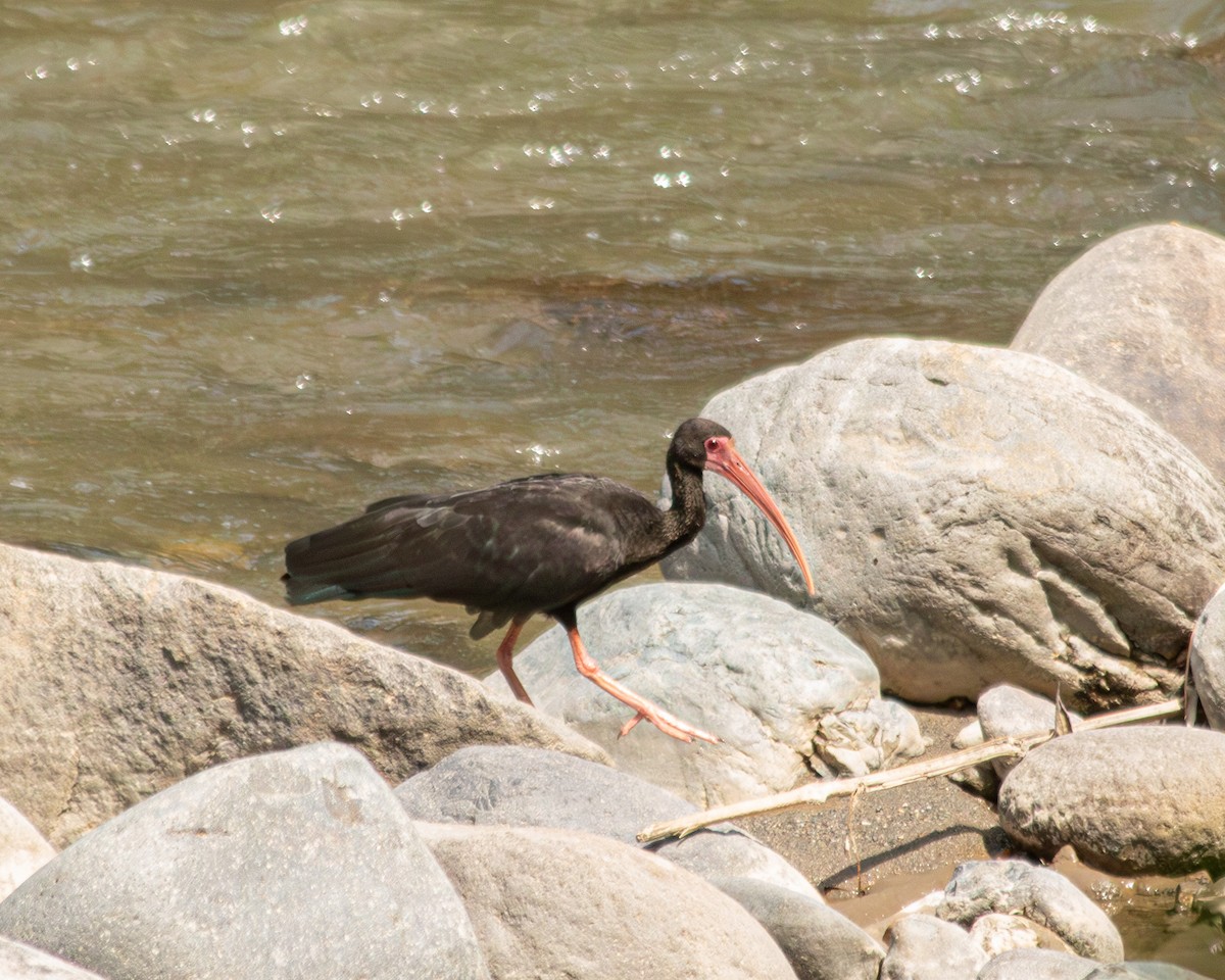 Ibis Afeitado - ML647135403