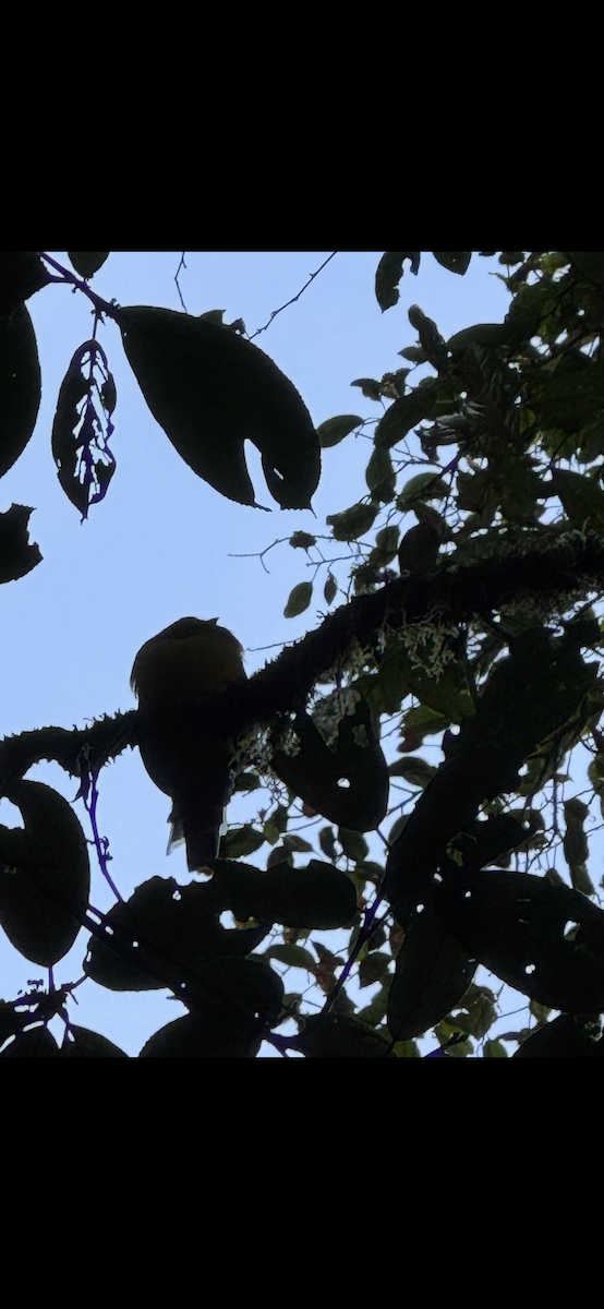 Sumatratrogon - ML647135406