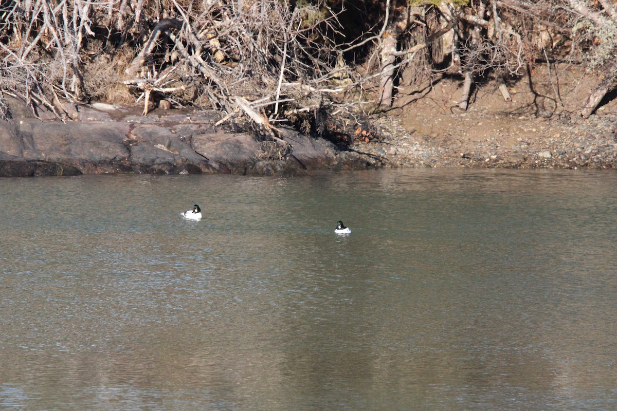 ホオジロガモ - ML647135407