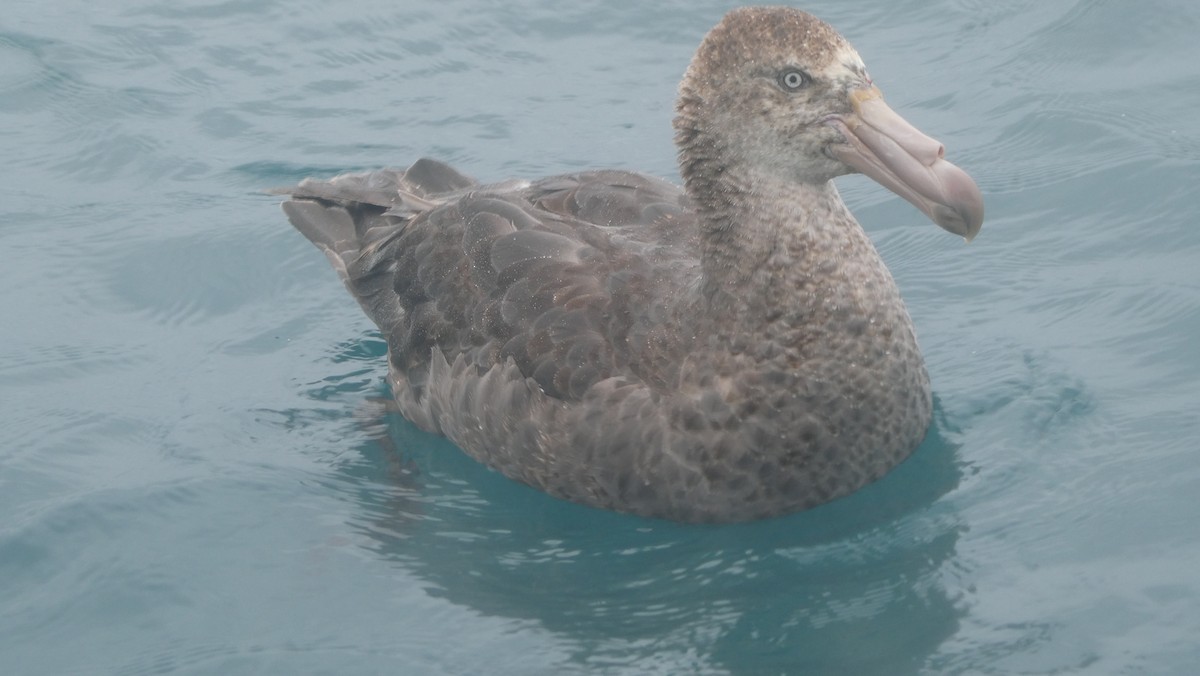 キタオオフルマカモメ - ML647135410