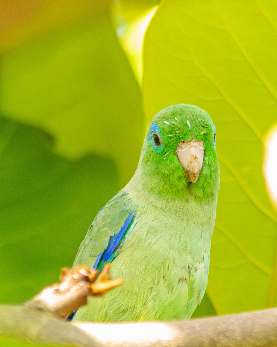Spectacled Parrotlet - ML647135413