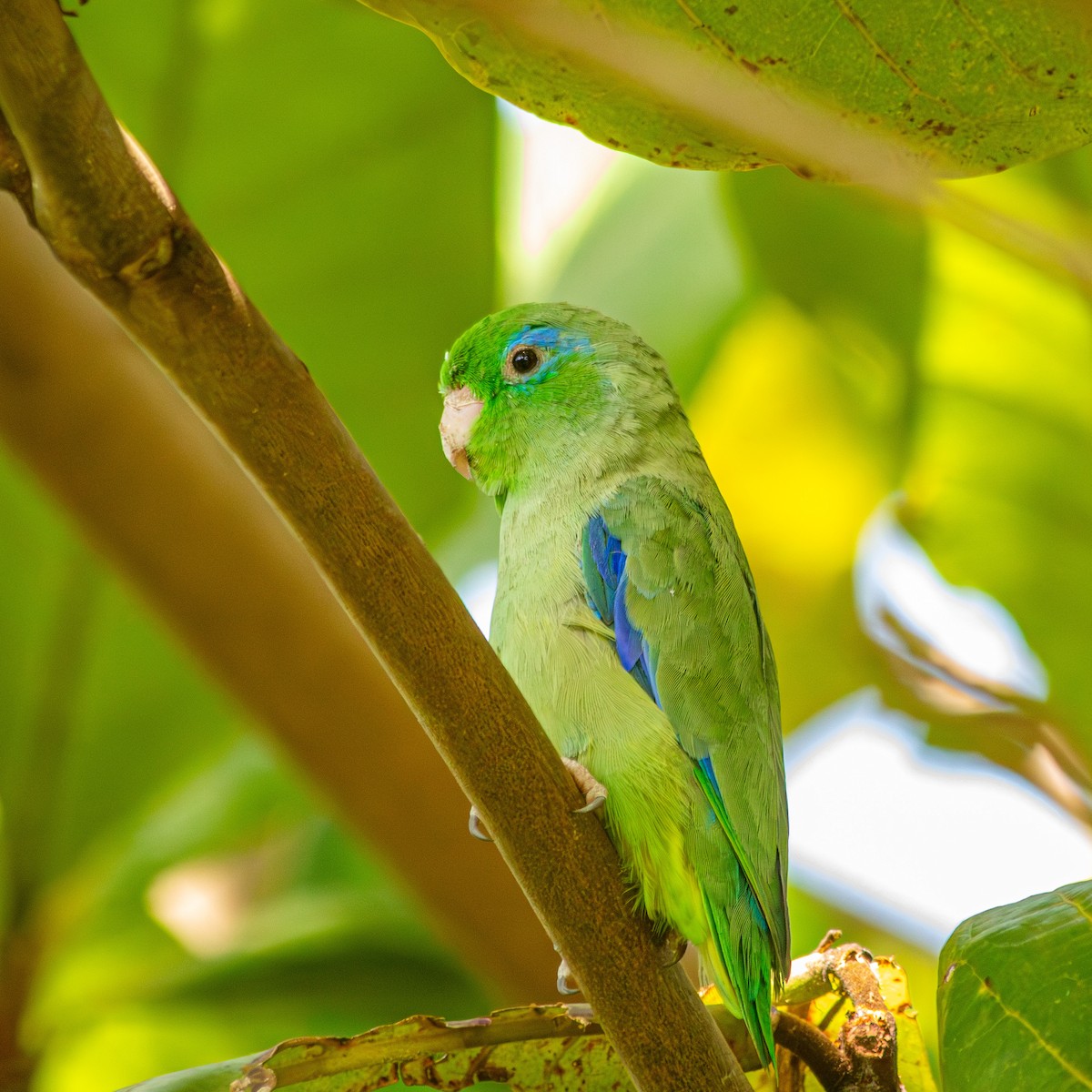 Spectacled Parrotlet - ML647135415