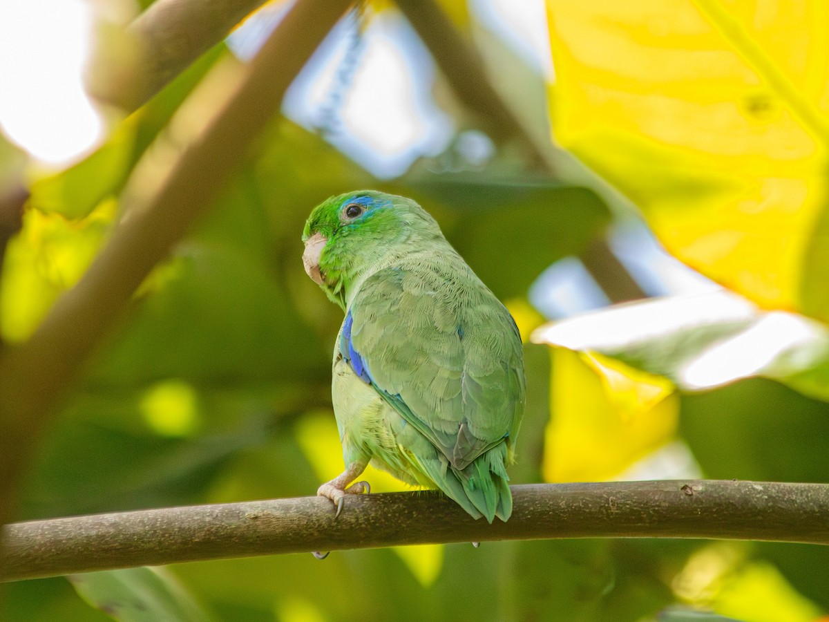 Spectacled Parrotlet - ML647135416