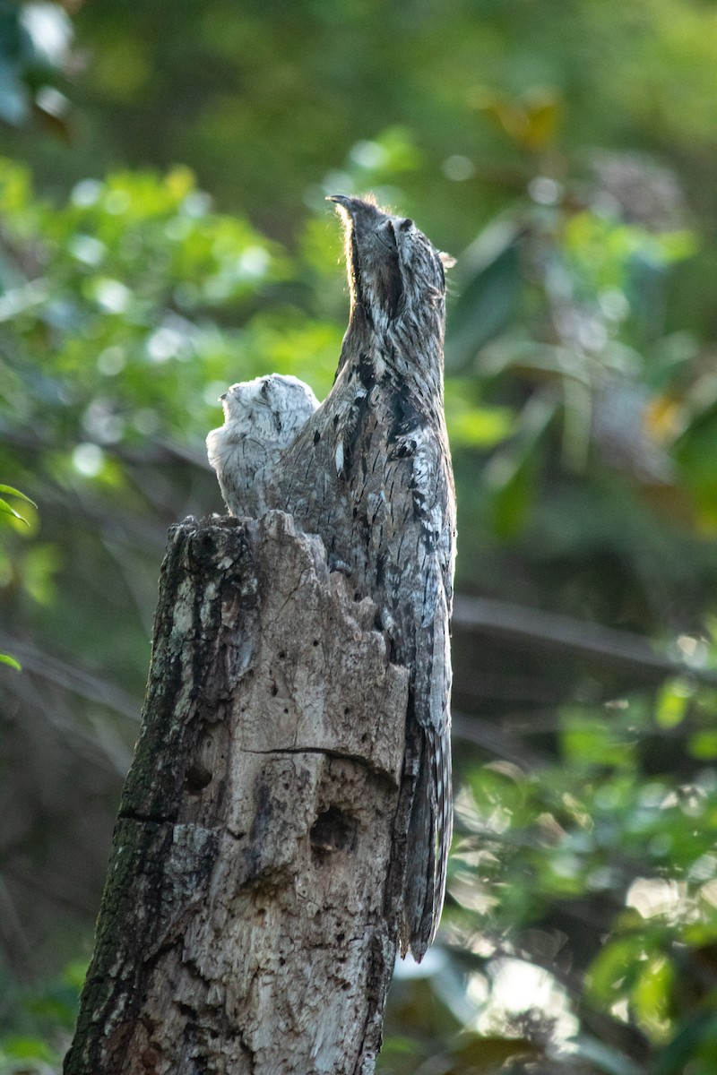 potu obecný - ML647135418