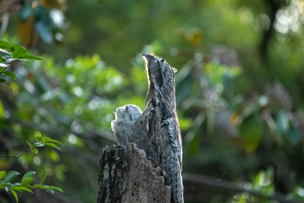 potu obecný - ML647135419