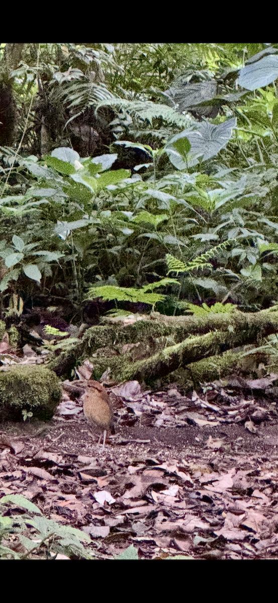 Schneiderpitta - ML647135420