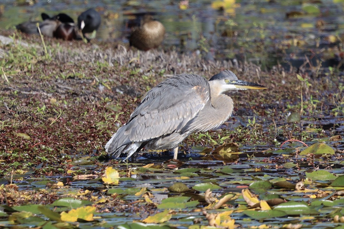 volavka velká - ML647135427