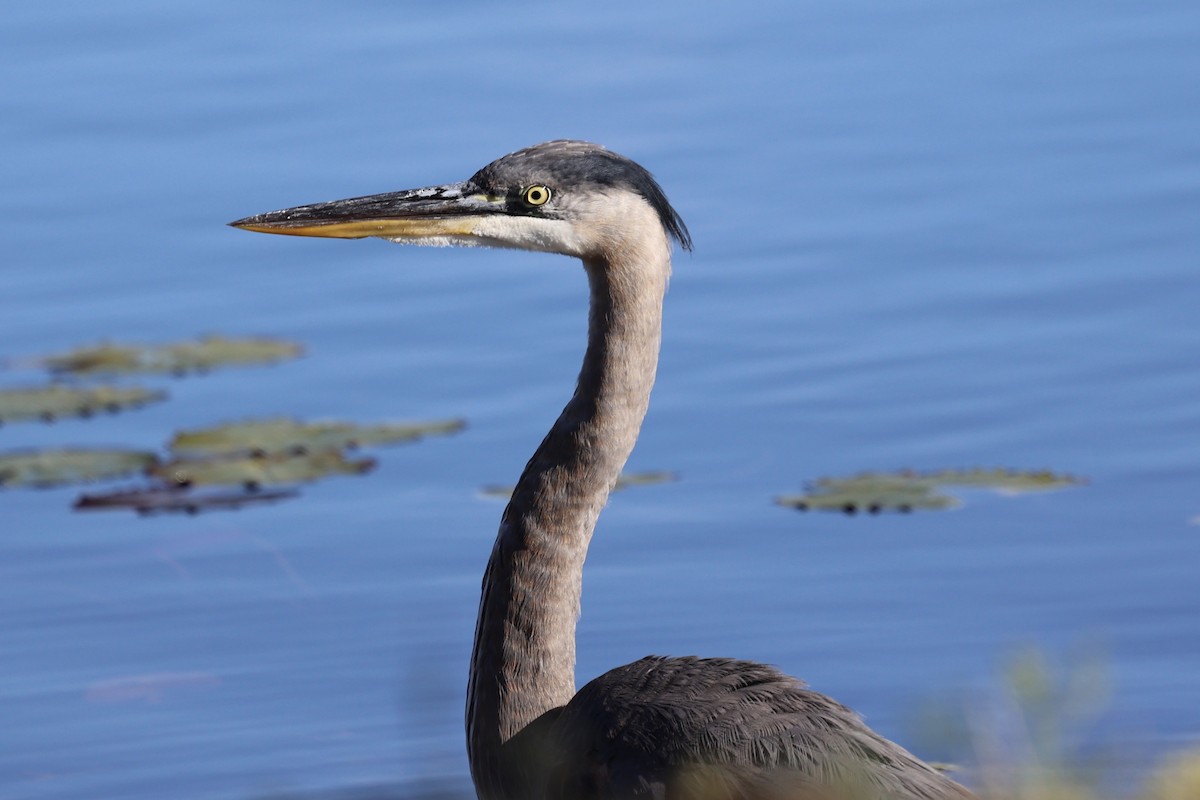 volavka velká - ML647135429