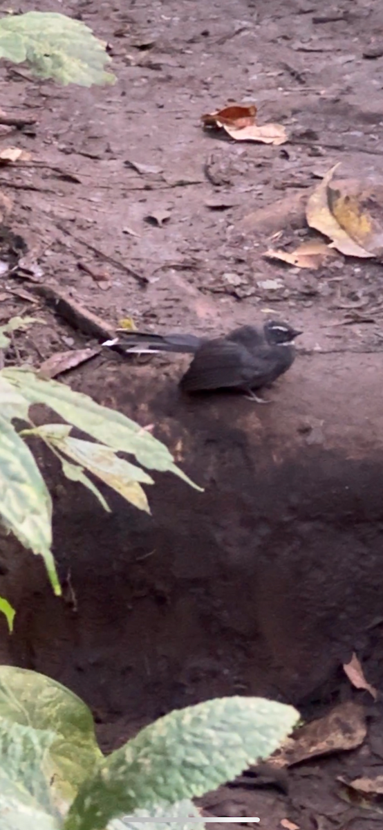 Weißkehl-Fächerschwanz - ML647135432