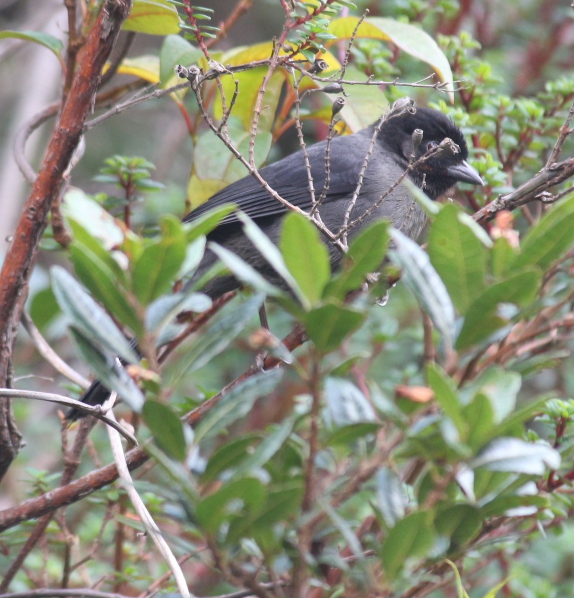 Yellow-thighed Brushfinch - ML647135434