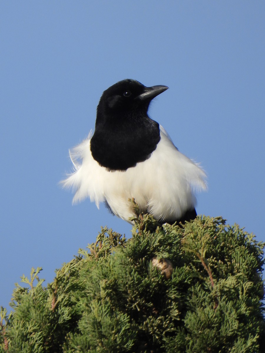 straka obecná - ML647135436