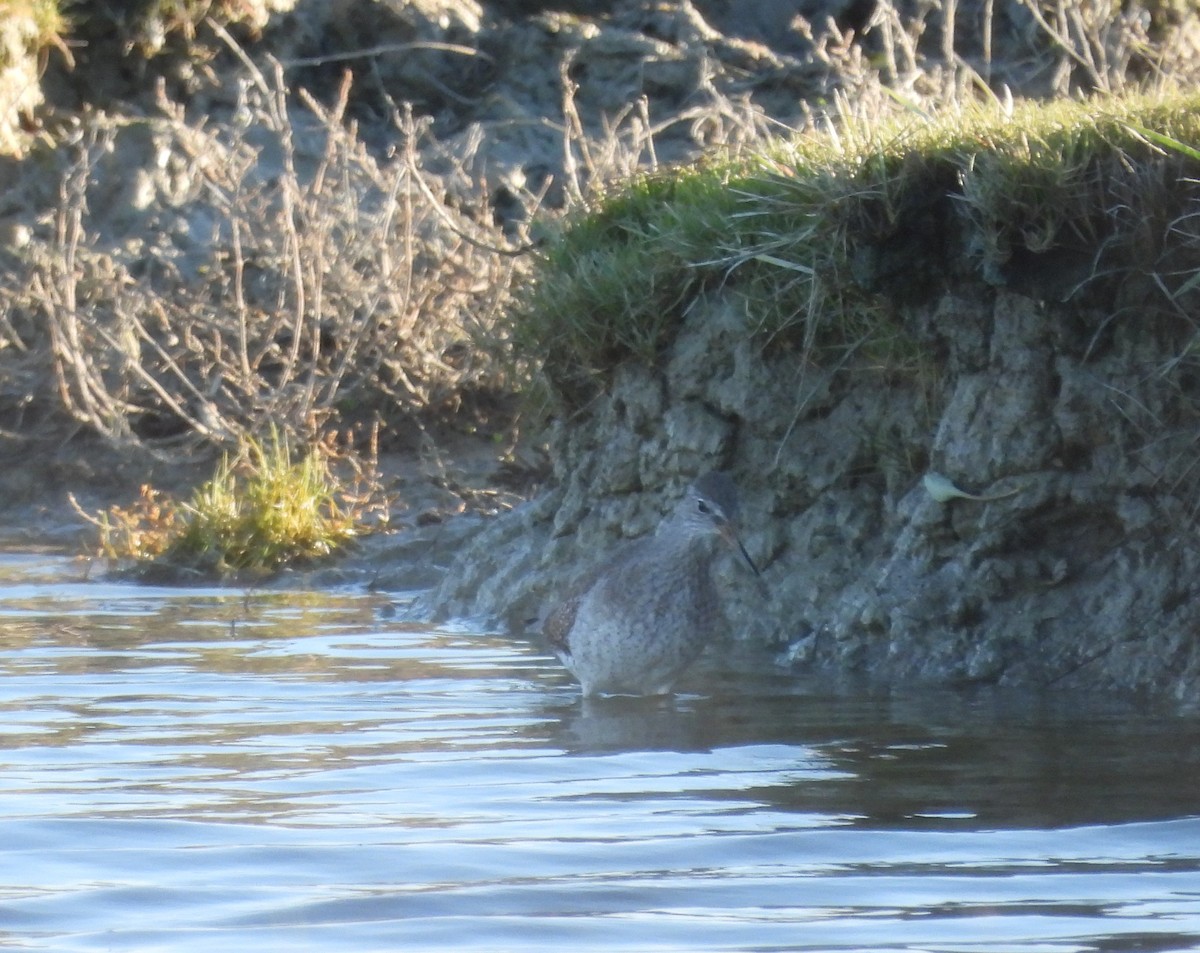 vodouš rudonohý - ML647135439