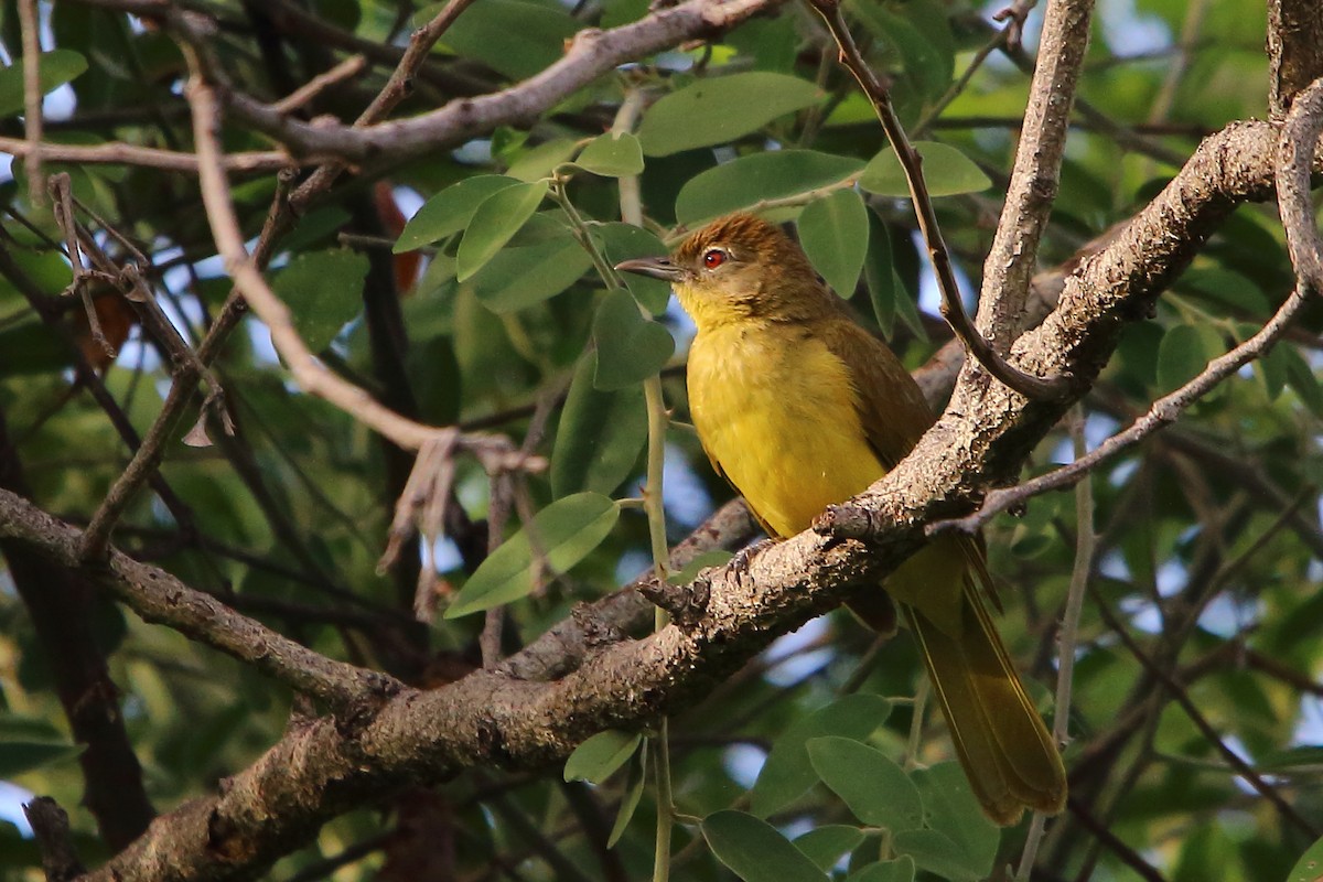 Yellow-bellied Greenbul - ML647135440