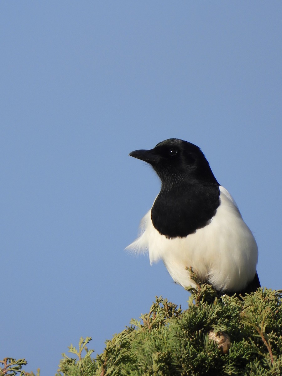 straka obecná - ML647135441