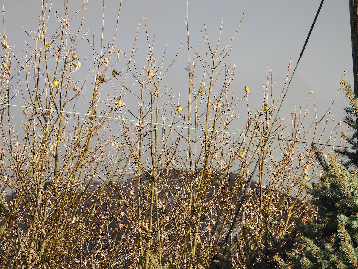 čížek mexický - ML647135442