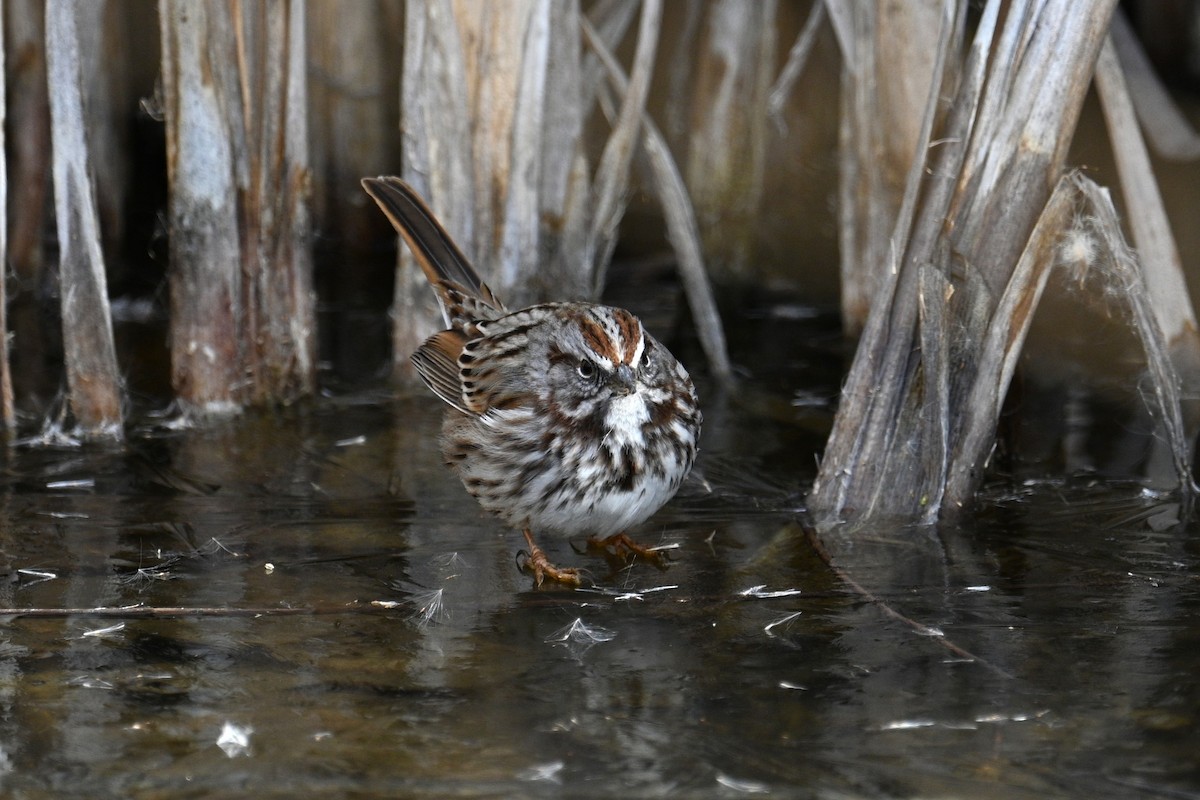 strnadec zpěvný - ML647135443