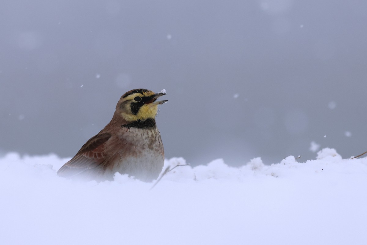 Alondra Cornuda - ML647135444