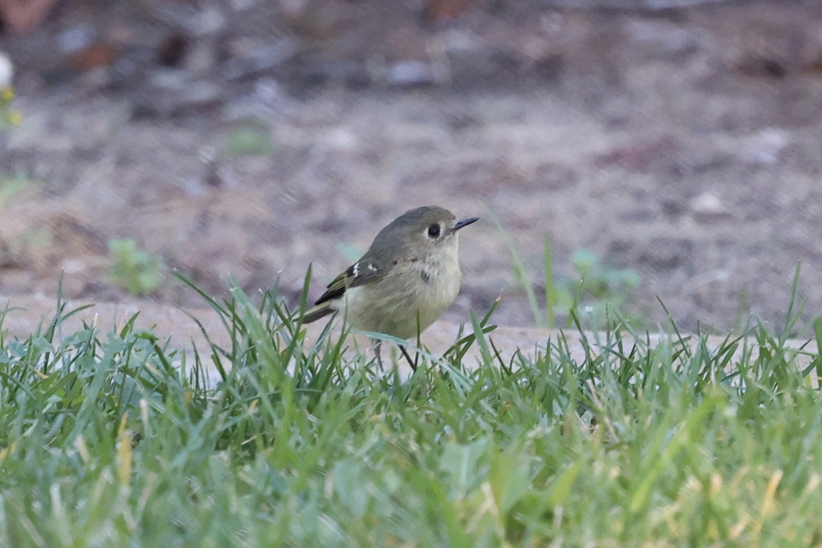 králíček americký - ML647135445