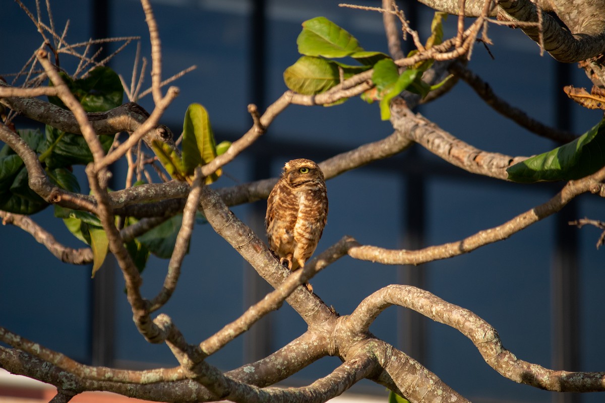 Burrowing Owl - ML647135446