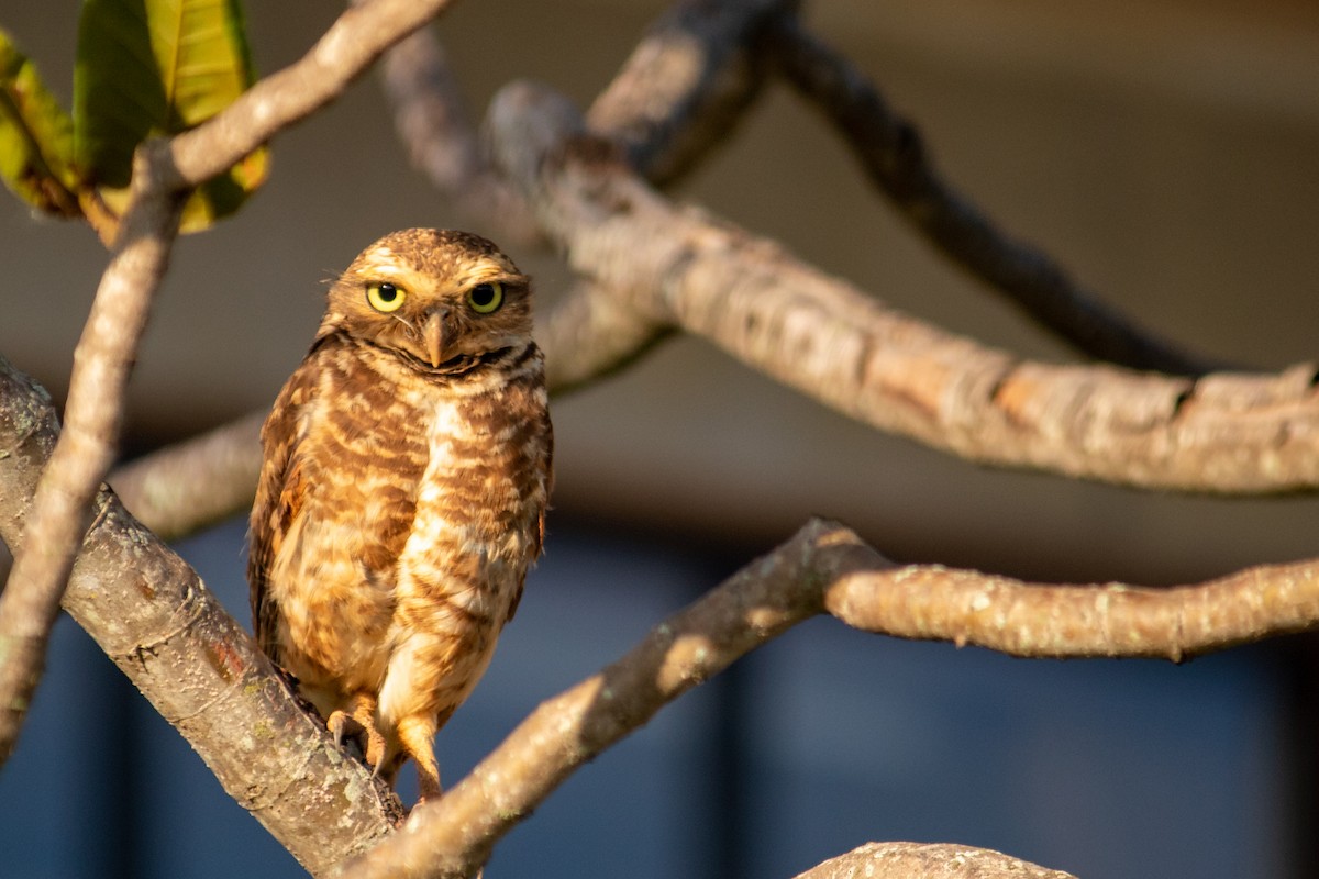 Burrowing Owl - ML647135447