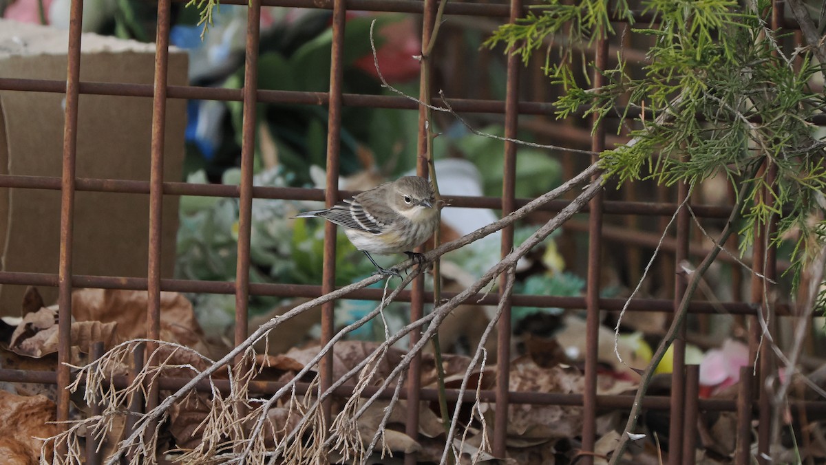 lesňáček žlutoskvrnný - ML647135448